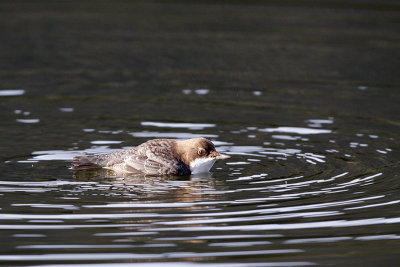 Dipper (Cinclus cinclus)