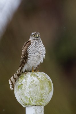 Sparrow Hawk (Accipiter nisus)