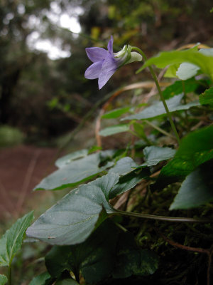 Violets