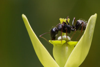 Ant on Euphorbia