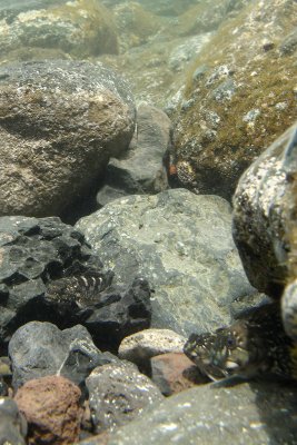 Gobies and blennies