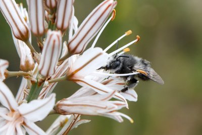 Probably Anthophora alluaudi?