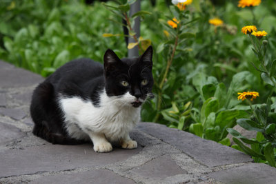 Black-and-white kitty