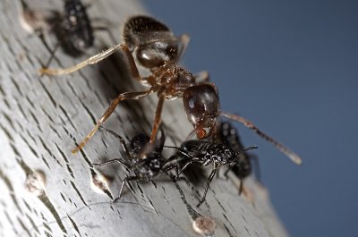Ant and baby aphid (Lachnus roboris)
