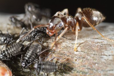 Ant defending her aphids