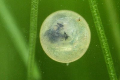 Corydoras pygmaeus egg, Day Four