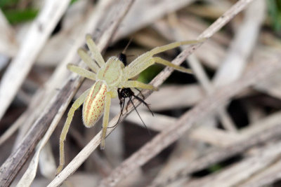 Micrommata virescens