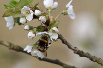 Bumblebee at work