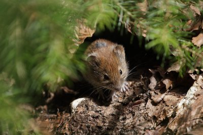 Mouse sunning itself