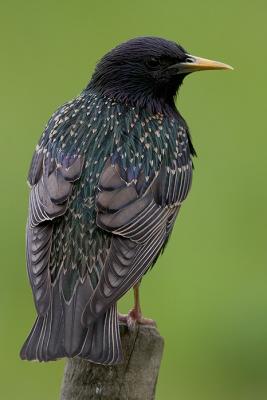 Starling Stare