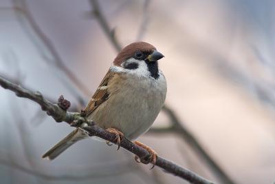 Tree Sparrow in Pastel Colours ;-)