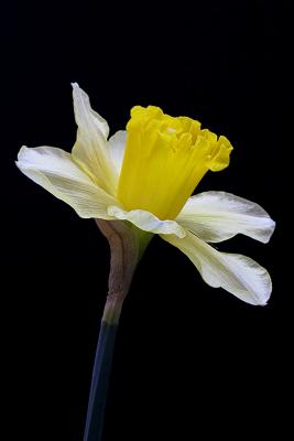 Classic Daffodil