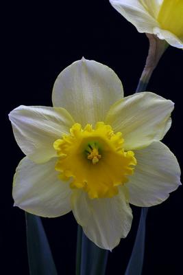 Another daffodil