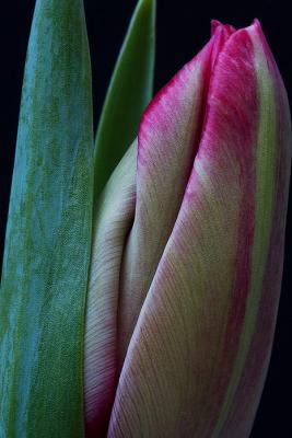 Reddening Tulip
