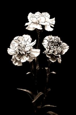 Carnations