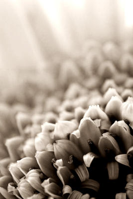 Gerbera detail