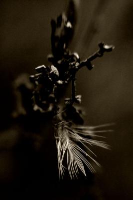 Feather