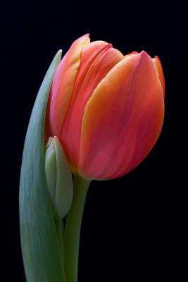 Traditional Tulip