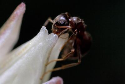 Ant at Dusk