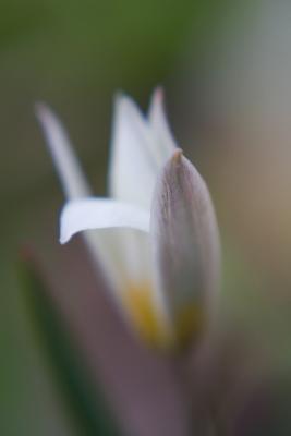 Wild Tulip