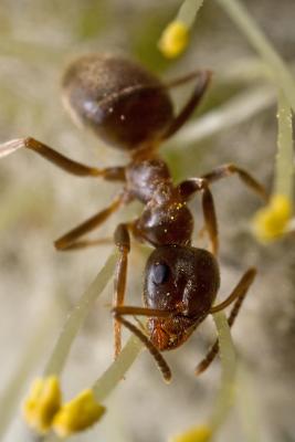 Ant snacking on willow bud