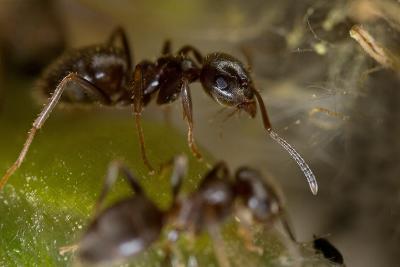 Ant Buddies