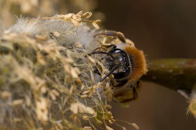 Wild Bee (Andrena spec I guess)