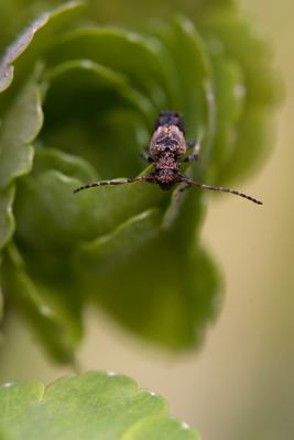 Hanging out on a columbine