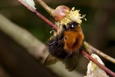 Bumblebee feeding