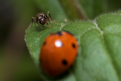 Ladybug, Aphids, and Ants - Part VI