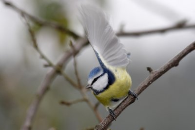 One-winged liftoff
