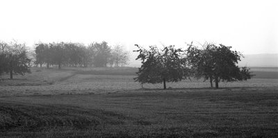 Fog in the orchard
