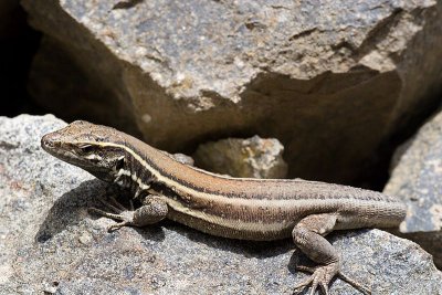 A Gomerian lizard (Gallotia caesaris gomerae)