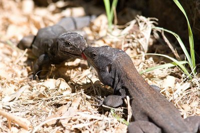 Two Gomerian lizards licking (Gallotia caesaris gomerae)