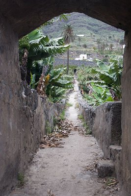 Banana plantation