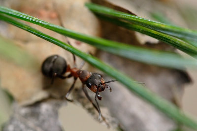 Horse Ants on pine needles