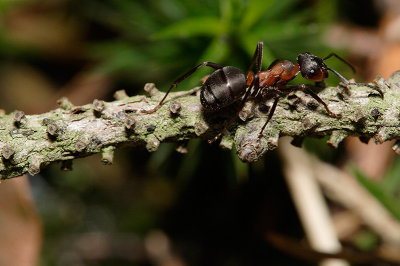 Horse Ant