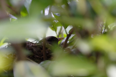 Female Blackbird on her nest