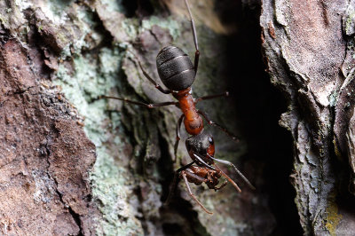Horse Ant (Formica rufa) with prey