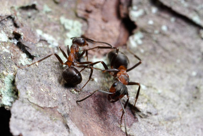 Two horse ants