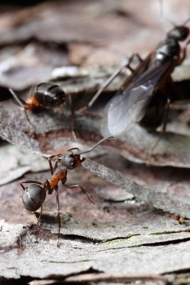 Horse Ants dispelling a male