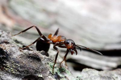 Horse Ant Closeup