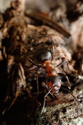 Horse Ant in all her full glory