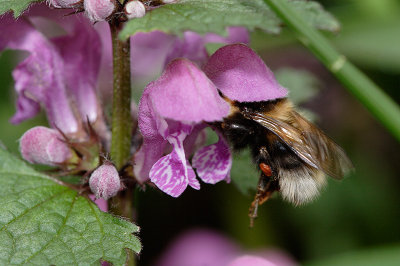 Bumblebee on lamium (Bombus terrestris flashing her butt)