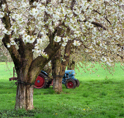 Tractor and Cherry Trees