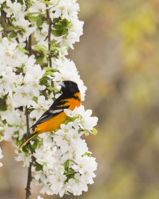 Oriole-30d2009_15503.jpg