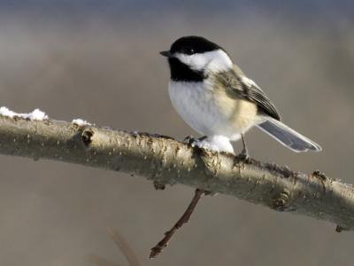 Chickadee_BY_8933.jpg