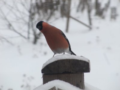 IMG_2567_1.JPG