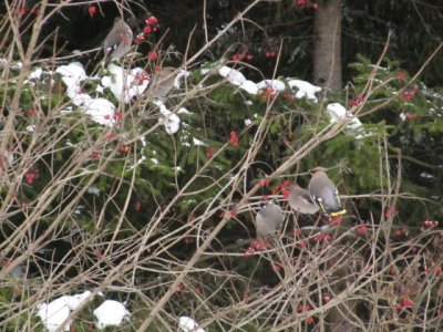 IMG_2588_1.JPG