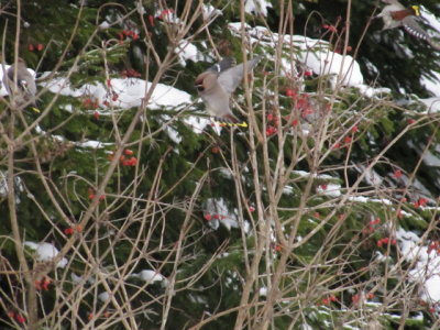 IMG_2589_1.JPG